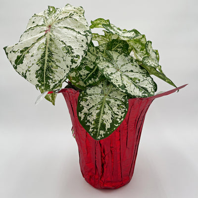 Heart to Heart® Christmas Caladium™ 'Snow Flurry'