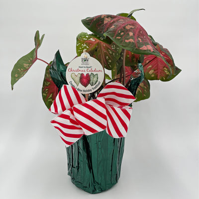 Heart to Heart® Christmas Caladium™ 'Fast Flash'