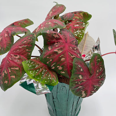 Heart to Heart® Christmas Caladium™ 'Fast Flash'