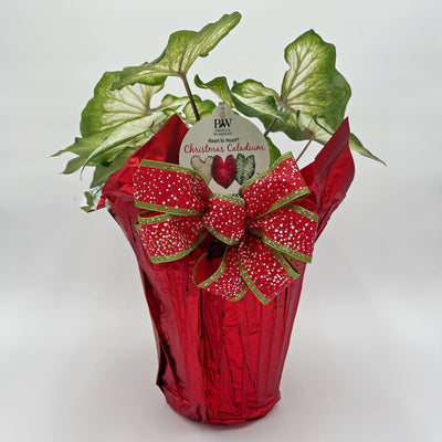 Heart to Heart® Christmas Caladium™ 'White Wonder'