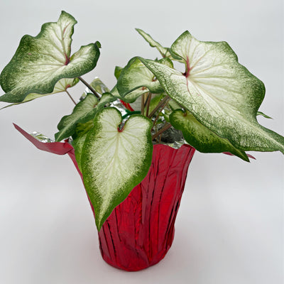 Heart to Heart® Christmas Caladium™ 'White Wonder'