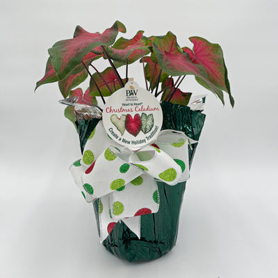 Heart to Heart® Christmas Caladium™ 'Heart's Delight'