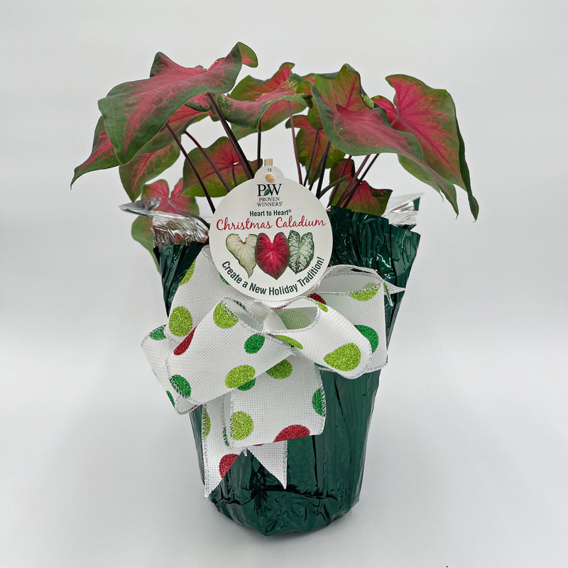 Heart to Heart® Christmas Caladium™ &