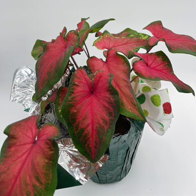 Heart to Heart® Christmas Caladium™ 'Heart's Delight'