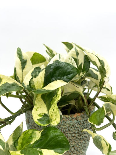 Beautifall® N'Joy Pothos (Epipremnum aureum)