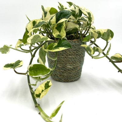 Beautifall® N'Joy Pothos (Epipremnum aureum)