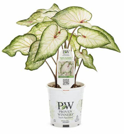 Heart to Heart® Christmas Caladium™ 'White Wonder'