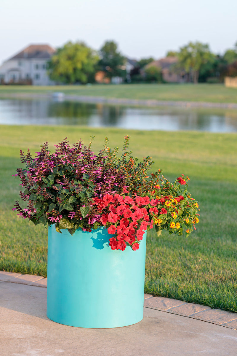 Supertunia® Really Red (Petunia)