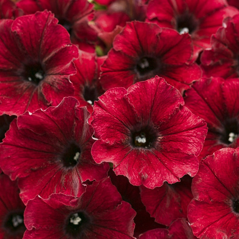 Supertunia® Black Cherry® (Petunia)