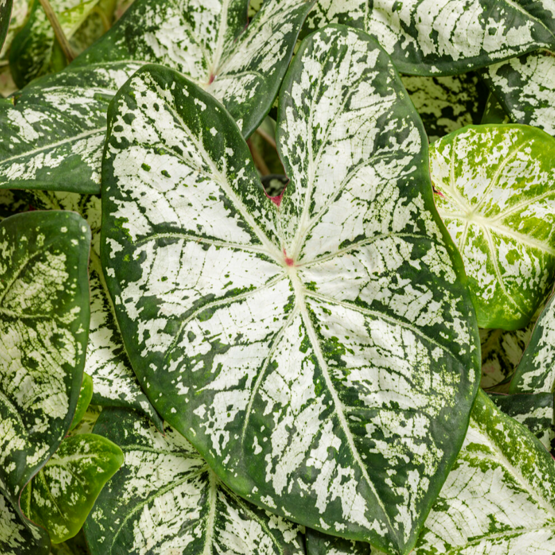 Heart to Heart® Christmas Caladium™ &