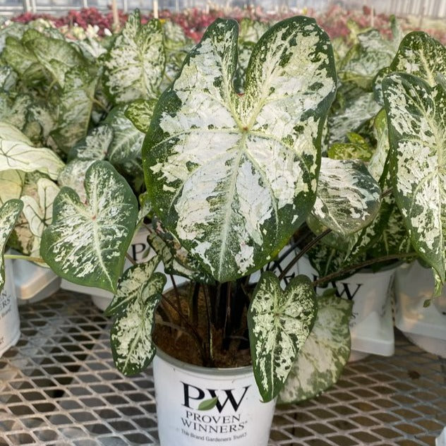 Heart to Heart® Christmas Caladium™ &