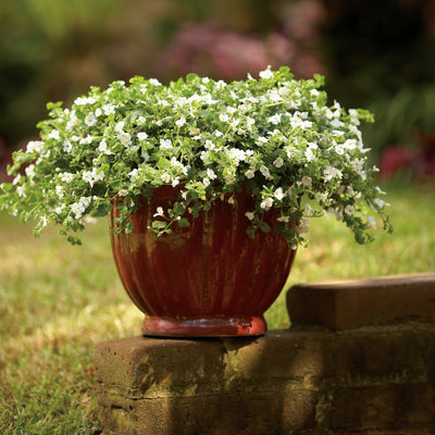 Proven Winners® Annual Plants|Sutera - Snowstorm Giant Snowflake Bacopa 2