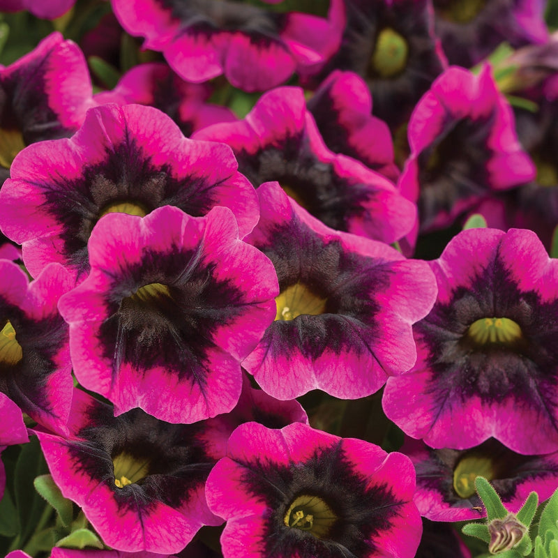 Superbells® Blackcurrant Punch™ (Calibrachoa)