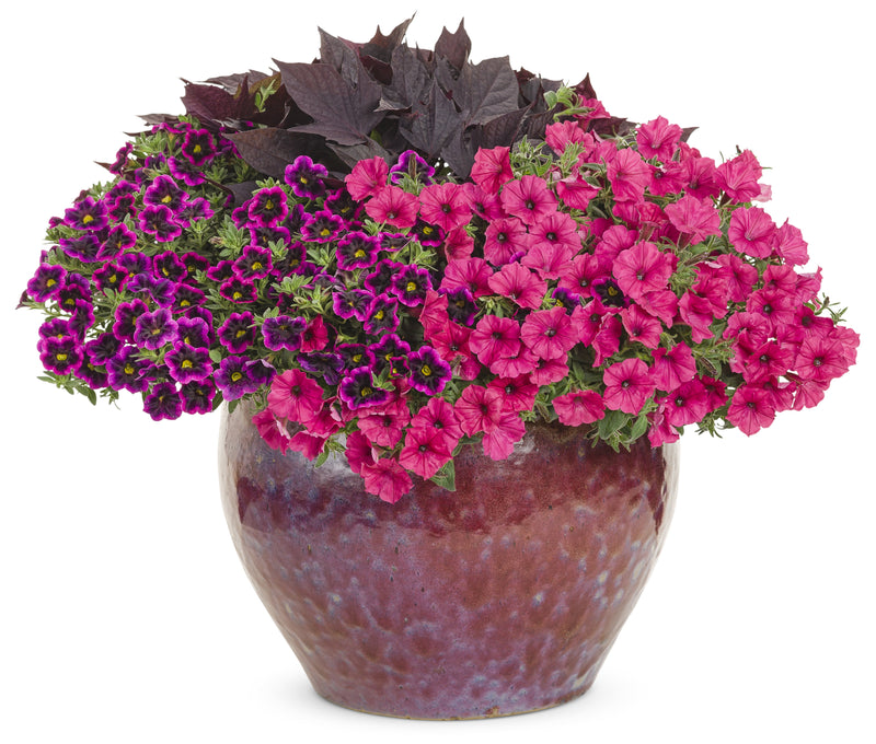 Proven Winners® Annual Plants|Calibrachoa - Superbells Blackcurrant Punch 2