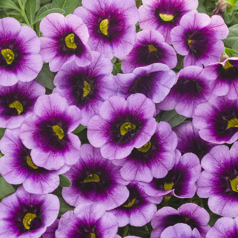 Superbells® Blue Moon Punch (Calibrachoa)