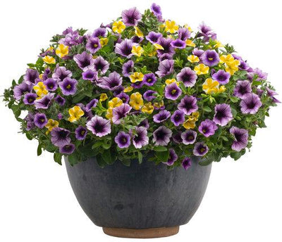 Proven Winners® Annual Plants|Calibrachoa - Superbells Blue Moon Punch 4