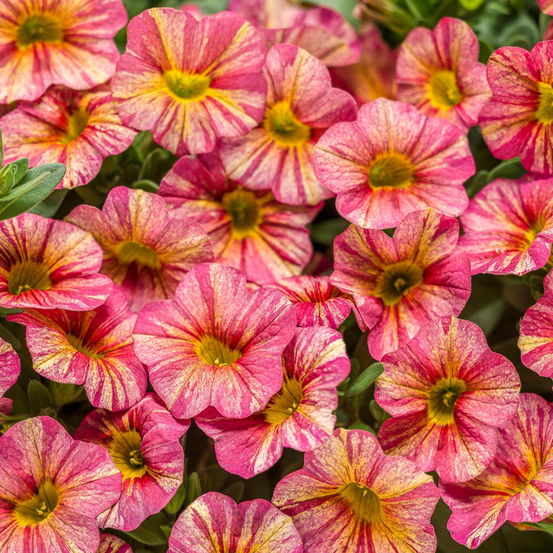 Proven Winners® Annual Plants|Calibrachoa - Superbells Tropical Sunrise 1