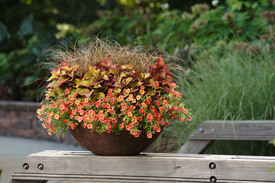 Proven Winners® Annual Plants|Calibrachoa - Superbells Tropical Sunrise 2