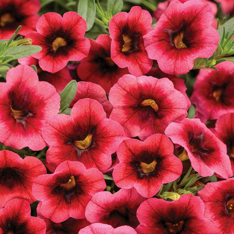 Superbells® Watermelon Punch™ (Calibrachoa)