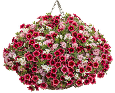 Proven Winners® Annual Plants|Calibrachoa - Superbells Watermelon Punch 3