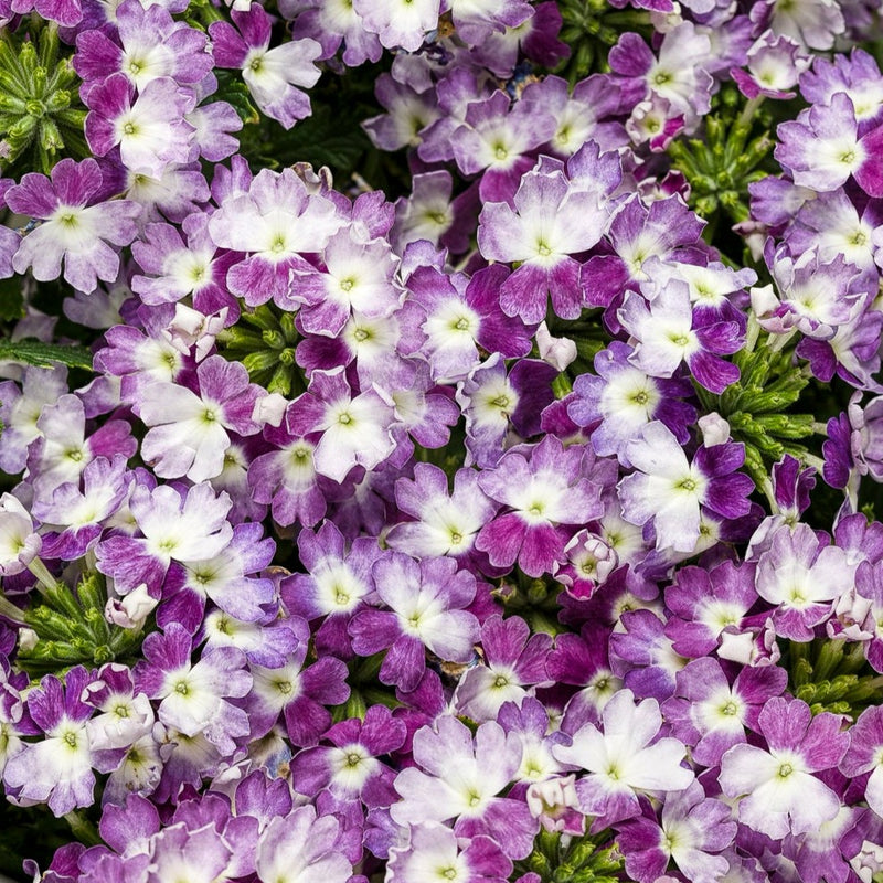 Superbena® Sparkling Amethyst (Verbena)