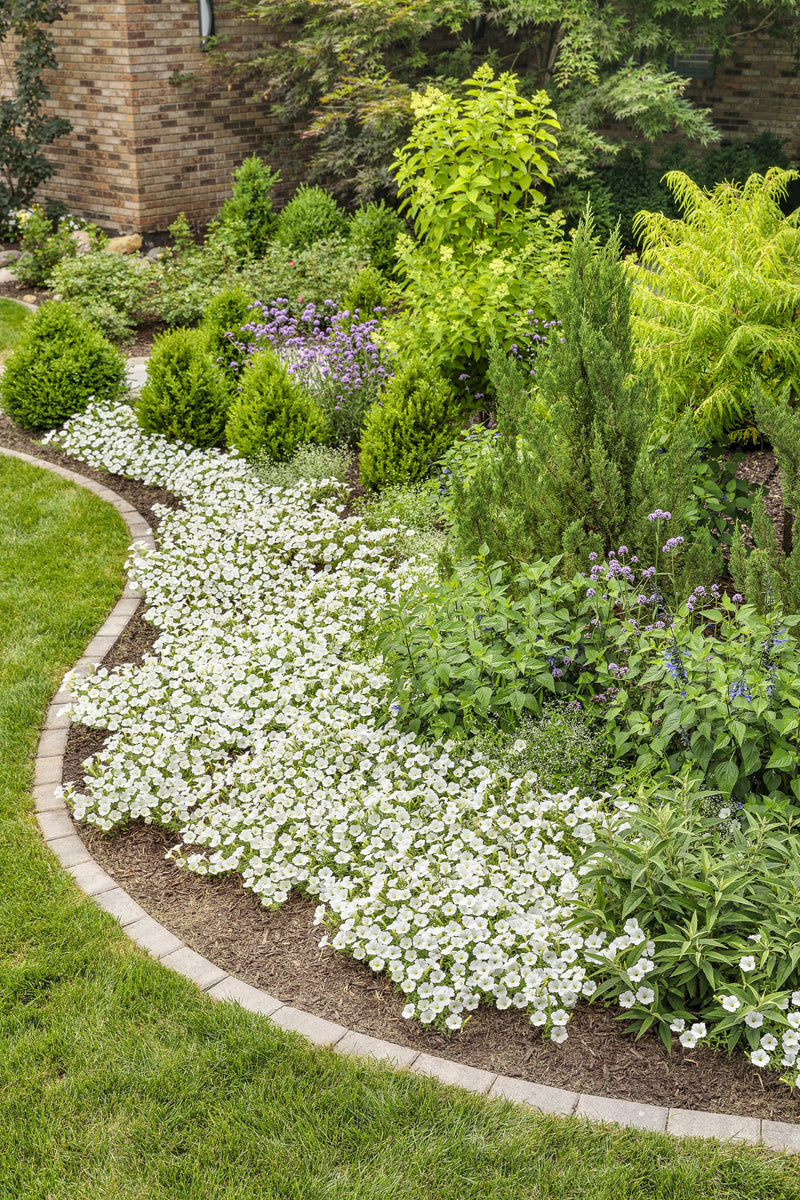 Supertunia Vista® Snowdrift (Petunia)