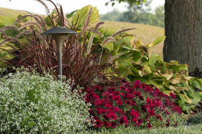 Proven Winners® Annual Plants|Petunia - Supertunia Black Cherry 2