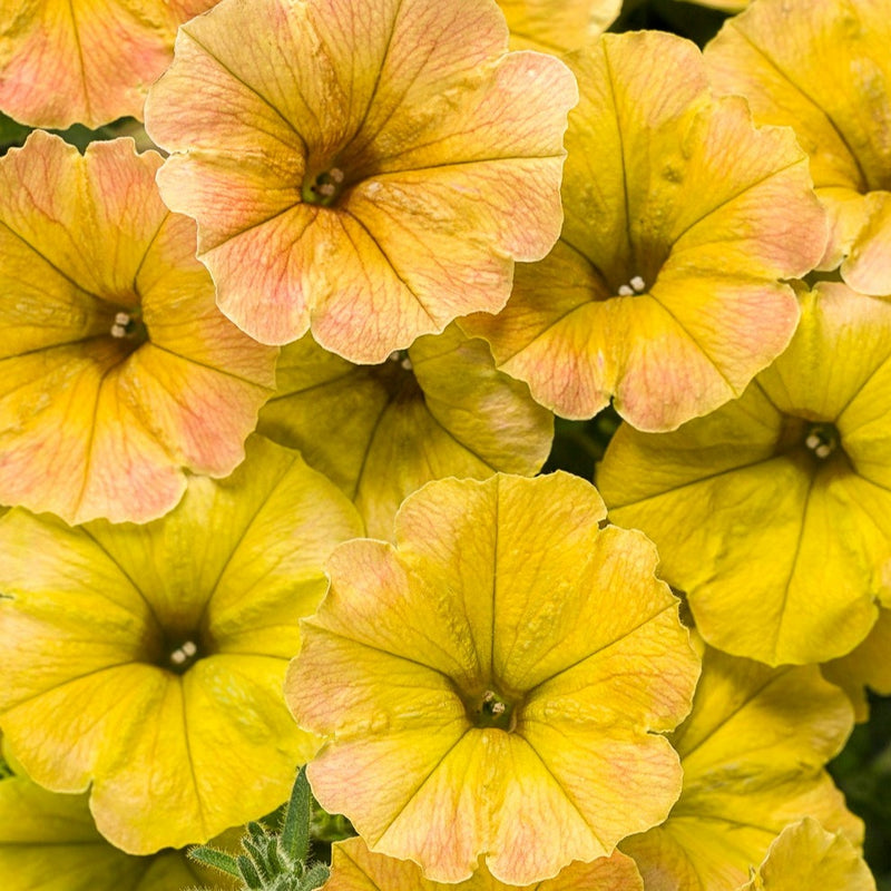 Supertunia® Honey™ (Petunia)