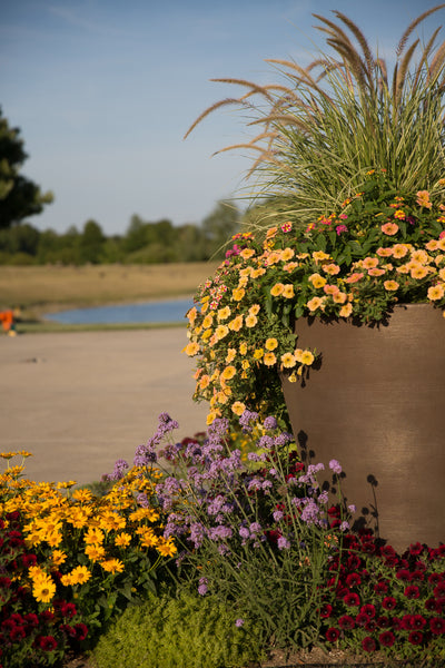 Proven Winners® Annual Plants|Petunia - Supertunia Honey 3