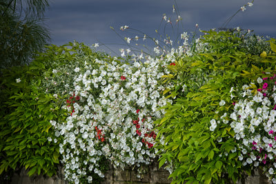 Proven Winners® Annual Plants|Petunia - Supertunia Mini Vista White 2