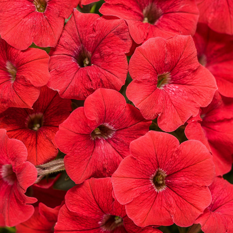 Supertunia® Really Red (Petunia)