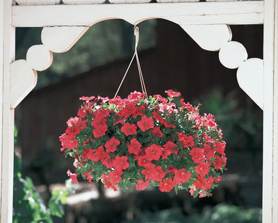 Proven Winners® Annual Plants|Petunia - Supertunia Really Red 2