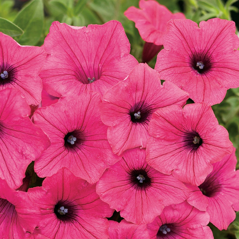 Supertunia® Vista® Fuchsia (Petunia)