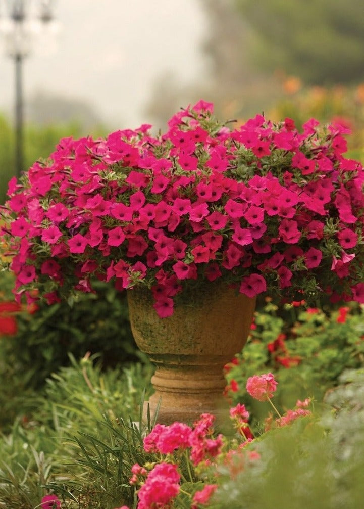 Supertunia® Vista® Fuchsia (Petunia)