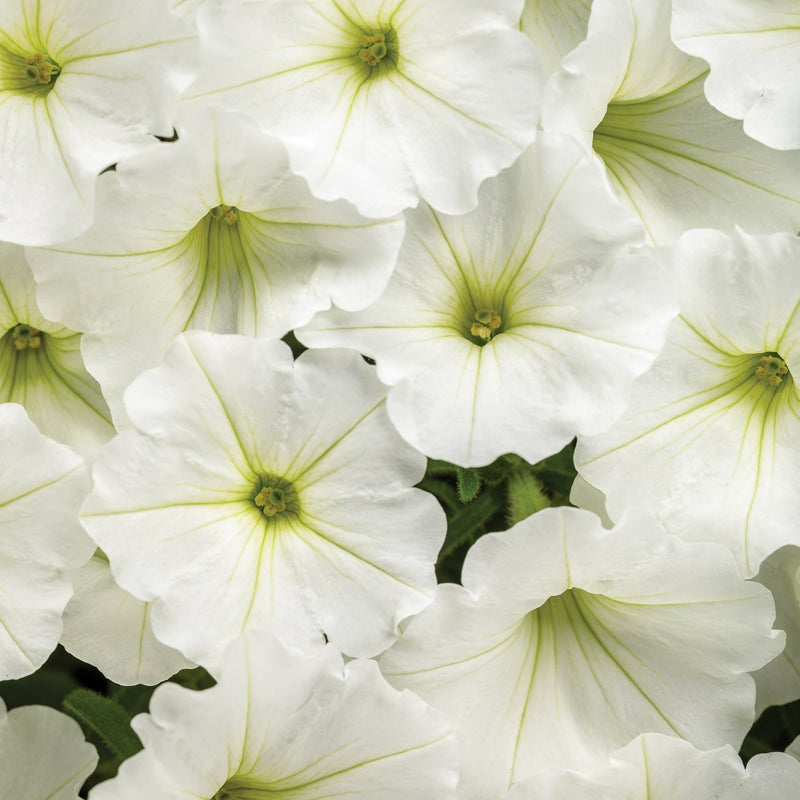 Supertunia Vista® Snowdrift (Petunia)