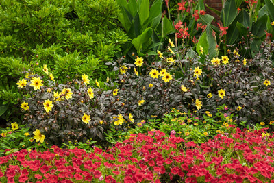 Supertunia® Really Red (Petunia)