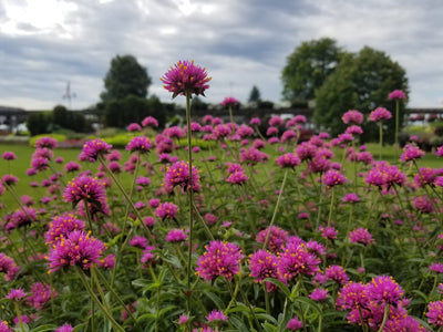 Proven Winners® Annual Plants|Gomphrena - Truffula Pink Globe Amaranth 2