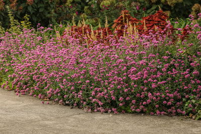 Proven Winners® Annual Plants|Gomphrena - Truffula Pink Globe Amaranth 3