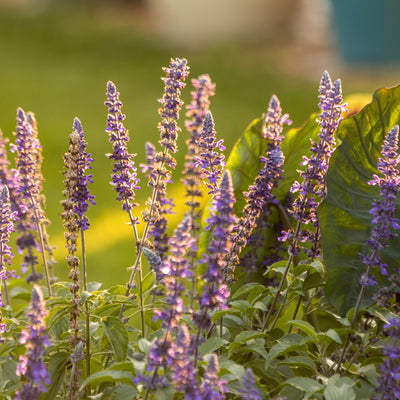 Proven Winners® Annual Plants|Salvia - Unplugged So Blue 2