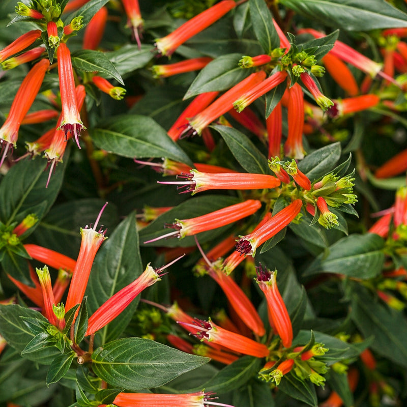 Vermillionaire Firecracker Plant