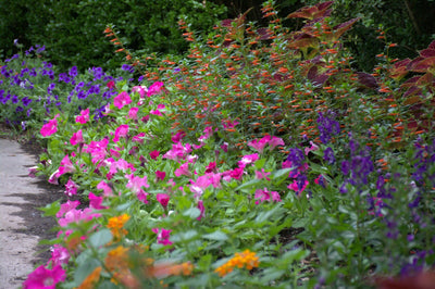 Annual Plants|Cuphea - Vermillionaire Large Firecracker Plant 4