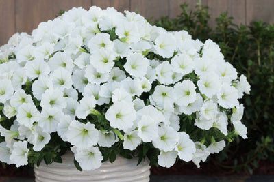 Supertunia Vista® Snowdrift (Petunia)