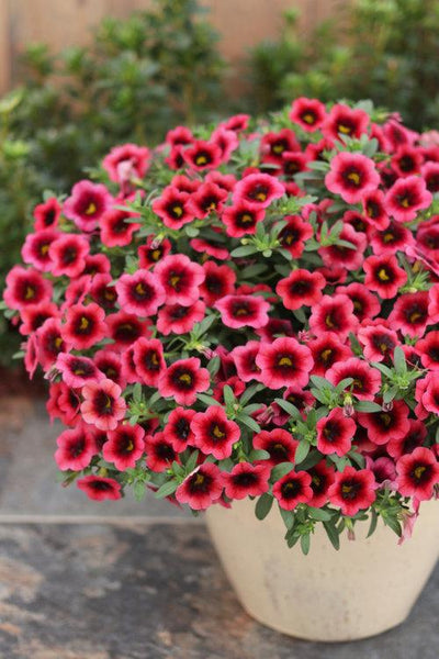 Superbells® Watermelon Punch™ (Calibrachoa)